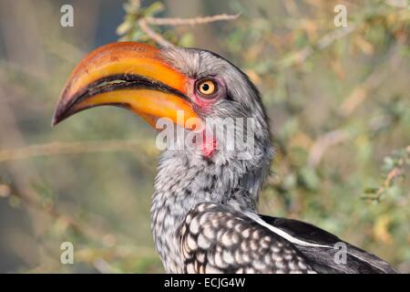 Southern Yellow-billed Hornbill (Tockus leucomelas), perched, Kgalagadi Transfrontier Park, Northern Cape, South Africa, Africa Stock Photo