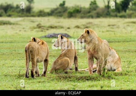 Kenya, Masai-Mara game reserve, lion (Panthera leo), immatures looking at a male adult Stock Photo