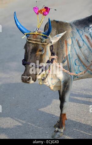 India, Rajasthan, Udaipur region, Diwali festival, Holy cow with freshly painted horns The fourth day of Diwali festival is marked by cow worship. Cows are often elaborately decorated or painted on the occasion. Stock Photo