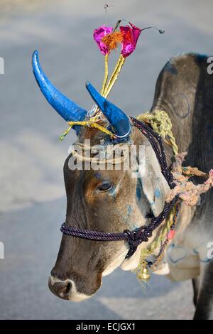 India, Rajasthan, Udaipur region, Diwali festival, Holy cow with freshly painted horns The fourth day of Diwali festival is marked by cow worship. Cows are often elaborately decorated or painted on the occasion. Stock Photo