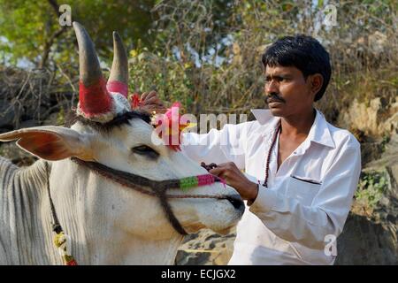 India, Rajasthan, Udaipur region, Diwali festival, Farmer painting the horns of a holy cow The fourth day of Diwali festival is marked by cow worship. Cows are often elaborately decorated or painted on the occasion. Stock Photo