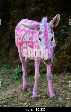 India, Rajasthan, Udaipur region, Diwali festival, Painted donkey The fourth day of Diwali festival is marked by animal worship. Farm animals are often elaborately decorated or painted on the occasion. Stock Photo