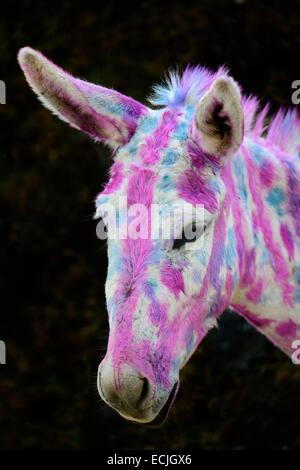 India, Rajasthan, Udaipur region, Diwali festival, Painted donkey The fourth day of Diwali festival is marked by animal worship. Farm animals are often elaborately decorated or painted on the occasion. Stock Photo