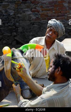 India, Rajasthan, Udaipur region, Diwali festival, Farmers painting the horns of a holy cow The fourth day of Diwali festival is marked by cow worship. Cows are often elaborately decorated or painted on the occasion. Stock Photo