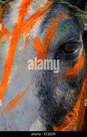 India, Rajasthan, Udaipur region, Diwali festival, Painted cow The fourth day of Diwali festival is marked by cow worship. Cows are often elaborately decorated or painted on the occasion. Stock Photo