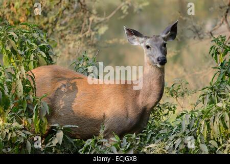 India, Rajasthan, Ranthambore National Park, Female Nilgai antelope Stock Photo