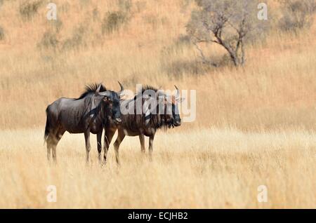 Blue Wildebeests (Connochaetes taurinus), standing in dry grassland, Kgalagadi Transfrontier Park, Northern Cape, South Africa Stock Photo