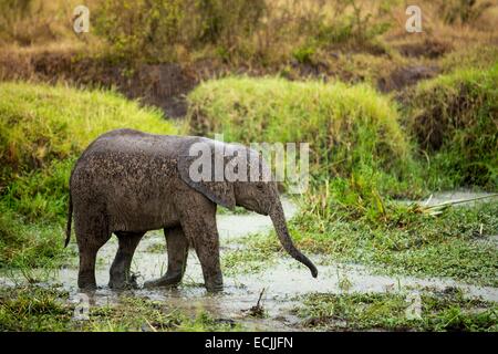 Kenya, Masai-Mara Game Reserve, Elephant (Loxodonta africana), a young drinking under the rain
