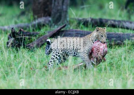 Kenya, Masai-Mara game reserve, leopard (Panthera pardus), carrying its prey at dawn Stock Photo