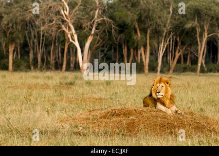 Kenya, Masai-Mara game reserve, lion (Panthera leo), male on a termite hill