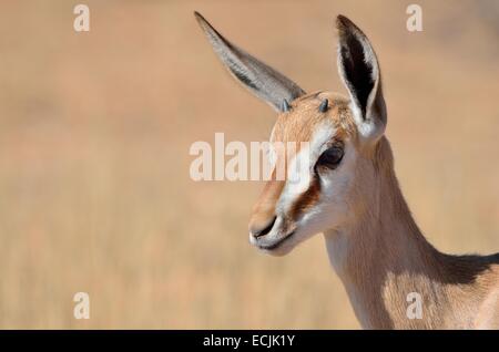 Young springbok (Antidorcas marsupialis), Kgalagadi Transfrontier Park, Northern Cape, South Africa, Africa Stock Photo