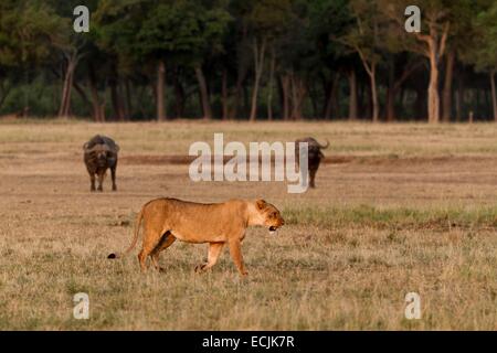 Lioness (Panthera leo) walking with her three eight-week-old cubs Stock ...