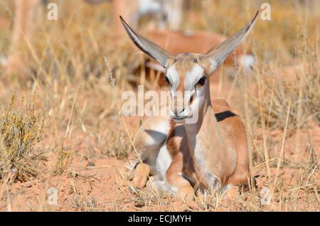 Young springbok (Antidorcas marsupialis), lying in dry grass, alert, Kgalagadi Transfrontier Park, Northern Cape, South Africa Stock Photo
