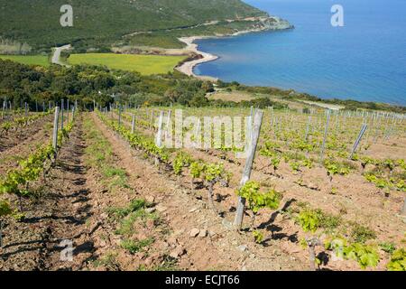 France, Haute Corse, Cap Corse, Luri, Domain Pieretti, AOC Coteaux du Cap Corse Stock Photo