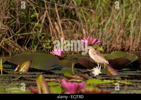 Thailand, China Yellow Bittern (Ixobrychus sinensis), in water lilies Stock Photo