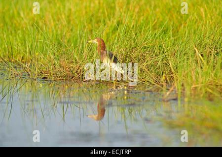 Thailand, Chinese Pond Heron (ardeola Bacchus) Stock Photo