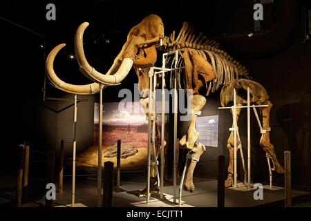 France, Ariege, Tarascon, Prehistoric Park, Museographic Area, Giants of the Ice Age, Skeleton of Woolly mammoth (Mammuthus primigenius) Stock Photo