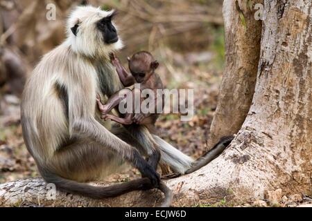 India, Madhya Pradesh state, Pench national park, northern plains gray langur (Semnopithecus entellus), female and baby Stock Photo