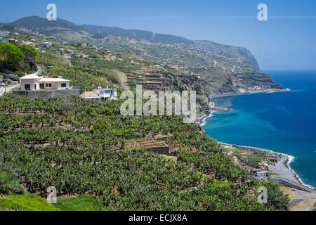 Portugal, Madeira island, south coast above Ponta do Sol, banana plantations Stock Photo