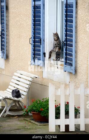 France, Meuse, Lorraine Regional Park, Cotes de Meuse, Hattonchatel, cats Stock Photo