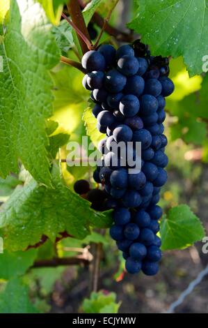 Luxembourg, Grevenmacher district, Moselle region, the Moselle vineyards around the village of Wintrange (Wintringen) Stock Photo