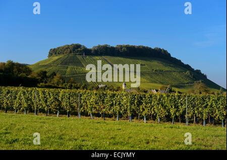 Luxembourg, Grevenmacher district, Moselle region, the Moselle vineyards around the village of Wintrange (Wintringen) Stock Photo