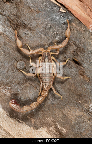 Fat tailed scorpion Hottentotta jabalpurensis Family: Buthidae, Satpura Tiger Reserve, Madhya Pradesh, India Stock Photo
