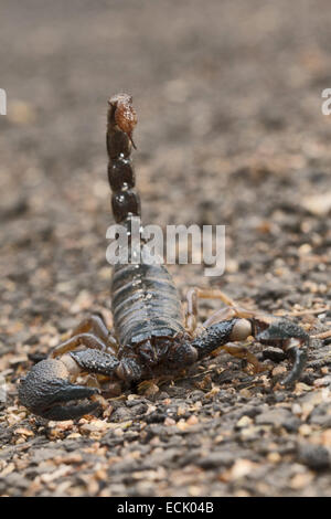 Forest scorpion Heterometrus fulvipes Family: SCORPIONIDAE, Satpura Tiger Reserve, Madhya Pradesh, India Stock Photo