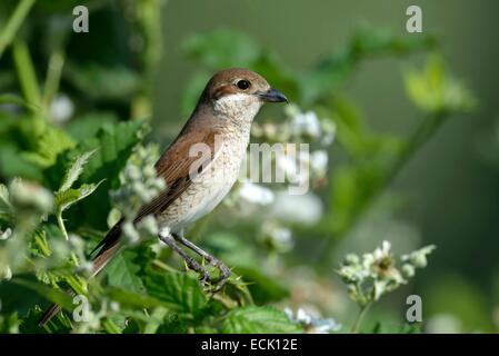 France, Doubs, bird, Red backed Shrike (Lanius collurio) female leaving the thicket after feeding her chicks in the nest Stock Photo