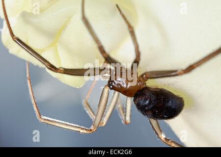 France, Paris, Araneae, Theridiidae, False black widow or Cupboard spider (Steatoda grossa), young Stock Photo