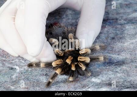 France, Paris, National Museum of Natural History, Mygalomorphae, Theraphosidae, Manipulation of a Mexican redknee tarantula (Brachypelma smithi) Stock Photo