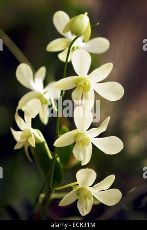 Sri-Lanka, Kandy, Peradeniya Botanical Gardens, orchids Stock Photo