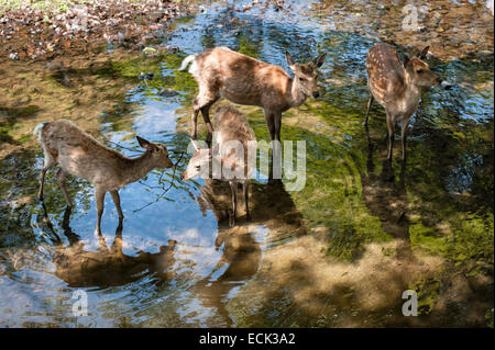 Sacred Sika deer (cervus nippon), regarded as divine messengers, roam freely in the grounds of Todai-ji temple in Nara, Japan Stock Photo