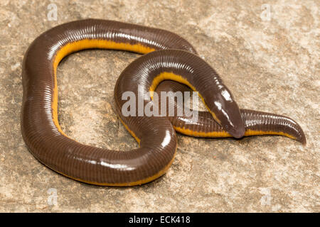 Ichthyophis Sp. This Caecilian Or Limbless Amphibian Lives In Moist ...