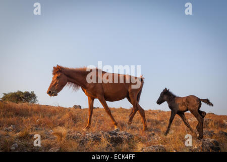 Ponies with nutritional deficiency are grazing on dry grassland during dry season in Prailiang village in Mondu, Kanatang, East Sumba, Indonesia. Stock Photo