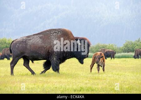 United States, Alaska, Anchorage, Alaska Wildlife Conservation Center, Wood Bison (Bison bison athabascae) Stock Photo