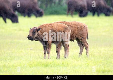 United States, Alaska, Anchorage, Alaska Wildlife Conservation Center, Wood Bison (Bison bison athabascae), young Stock Photo