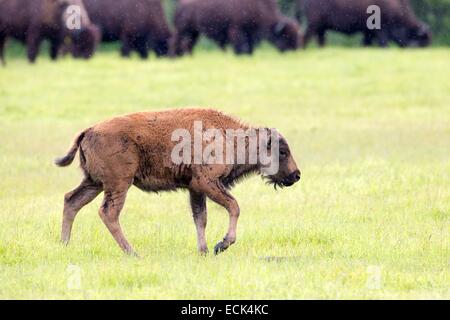 United States, Alaska, Anchorage, Alaska Wildlife Conservation Center, Wood Bison (Bison bison athabascae), young Stock Photo