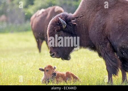 United States, Alaska, Anchorage, Alaska Wildlife Conservation Center, Wood Bison (Bison bison athabascae), adult female and just born Stock Photo