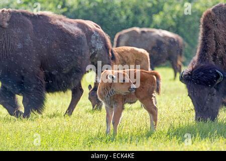 United States, Alaska, Anchorage, Alaska Wildlife Conservation Center, Wood Bison (Bison bison athabascae) Stock Photo