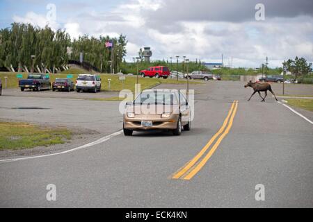 United States, Alaska, Anchorage, lake Hood, seaplane base, Moose (North America) or Eurasian elk (Europe) (Alces alces), in town near Lake Hood in Anchorage Stock Photo
