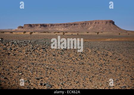 Morocco, Sous-Massa-Draa Region, Anti Atlas, on the road between M'Hamid and Forum Zguid, fossiles on the sand Stock Photo