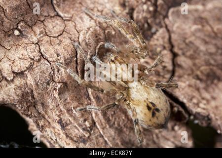 France, Araneae, Anyphaenidae, Buzzing spider (Anyphaena accentuata) Stock Photo