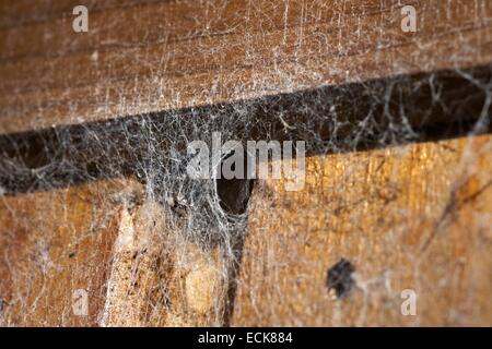 France, Araneae, Amaurobiidae, Lace-Weaver (Amaurobius sp), Web Stock Photo