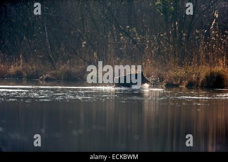 France, Alsace, Rhine forest, Wild Boar (Sus scrofa), swim across an arm of water Stock Photo