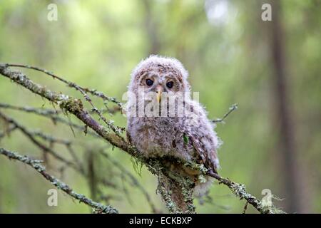 Finland, Kuhmo area, Kajaani, Ural owl (Strix uralensis, young just after he left the nest, perched on a branch Stock Photo