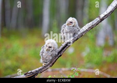Finland, Kuhmo area, Kajaani, Ural owl (Strix uralensis, young just after he left the nest, perched on a branch Stock Photo