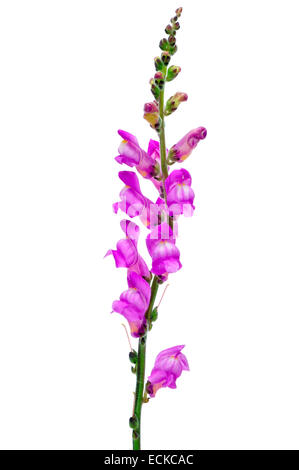 closeup of some violet snapdragon flowers on a white background Stock Photo