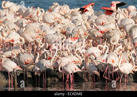 Flamingo colony, Camargue, France Stock Photo - Alamy