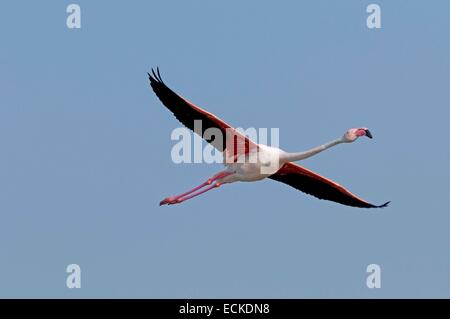 France, Camargue, Great Flamingo (Phoenicopterus roseus), in flight Stock Photo